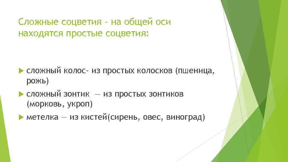 Сложные соцветия – на общей оси находятся простые соцветия: сложный колос- из простых колосков