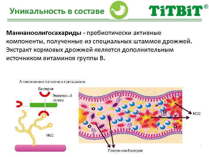 Уникальность в составе Маннаноолигосахариды - пребиотически активные компоненты, полученные из специальных штаммов дрожжей. Экстракт