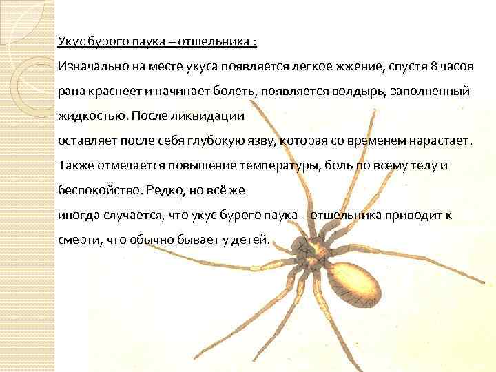 Укус бурого паука – отшельника : Изначально на месте укуса появляется легкое жжение, спустя