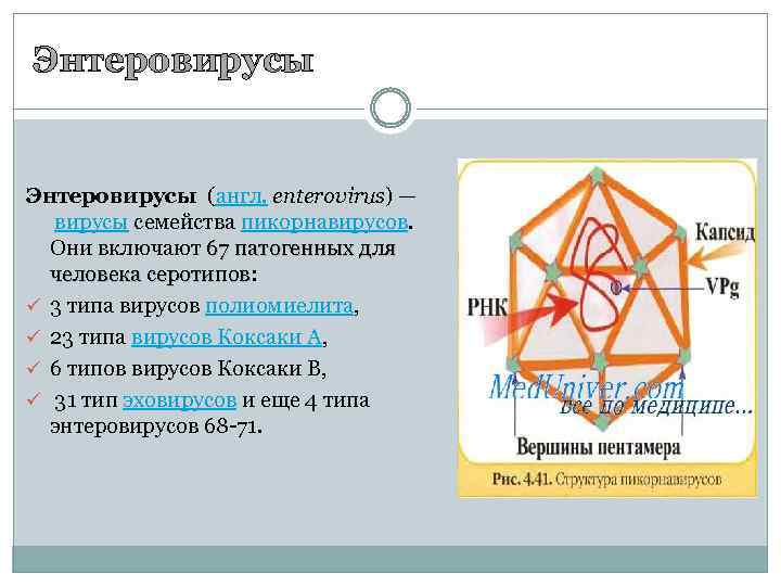 Энтеровирусы (англ. enterovirus) — вирусы семейства пикорнавирусов. Они включают 67 патогенных для человека серотипов: