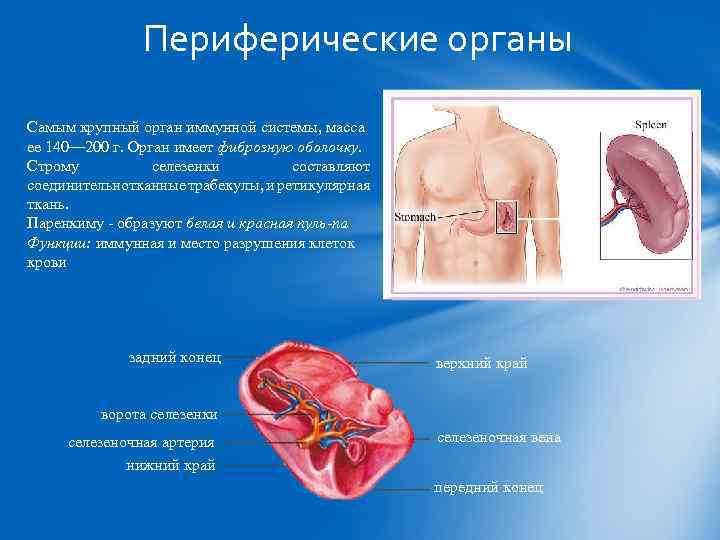 Периферические органы Самым крупный орган иммунной системы, масса ее 140— 200 г. Орган имеет