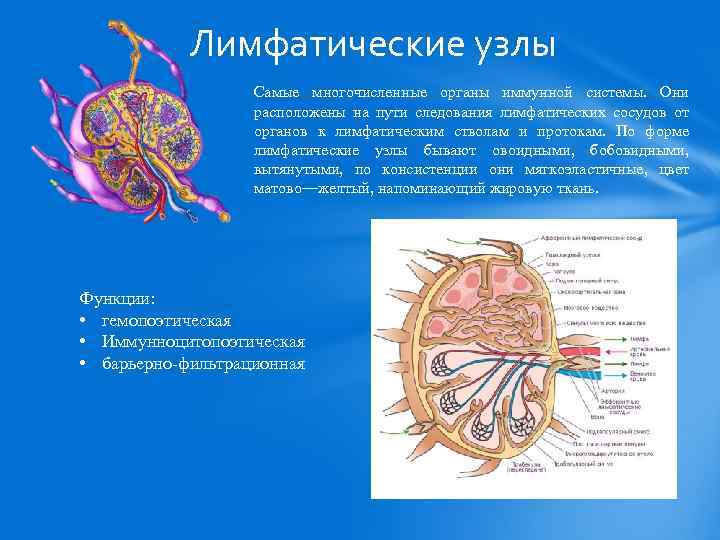 Лимфатические узлы Самые многочисленные органы иммунной системы. Они расположены на пути следования лимфатических сосудов