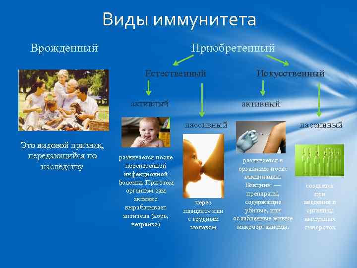 Виды иммунитета Врожденный Приобретенный Естественный Искусственный активный пассивный Это видовой признак, передающийся по наследству