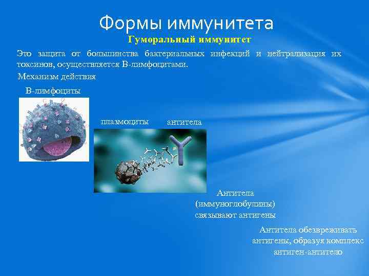 Формы иммунитета Гуморальный иммунитет Это защита от большинства бактериальных инфекций и нейтрализация их токсинов,