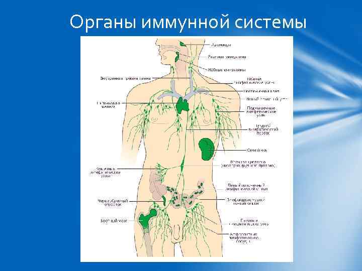 Органы иммунной системы 