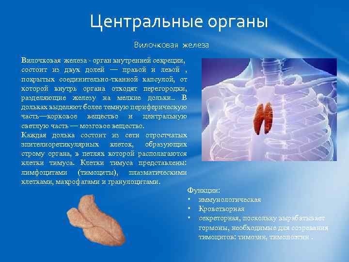 Центральные органы Вилочковая железа орган внутренней секреции, состоит из двух долей — правой и