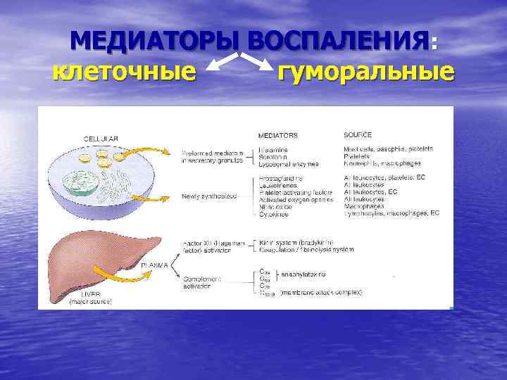 МЕДИАТОРЫ ВОСПАЛЕНИЯ: клеточные гуморальные 