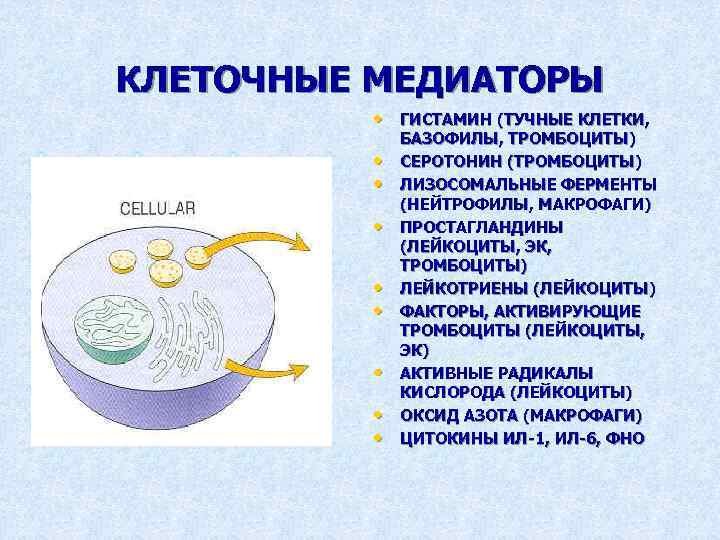 КЛЕТОЧНЫЕ МЕДИАТОРЫ • ГИСТАМИН (ТУЧНЫЕ КЛЕТКИ, • • БАЗОФИЛЫ, ТРОМБОЦИТЫ) СЕРОТОНИН (ТРОМБОЦИТЫ) ЛИЗОСОМАЛЬНЫЕ ФЕРМЕНТЫ