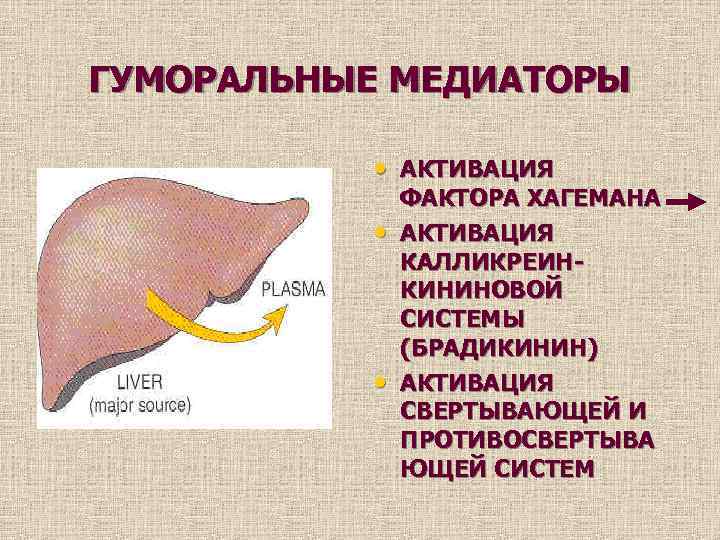 ГУМОРАЛЬНЫЕ МЕДИАТОРЫ • АКТИВАЦИЯ • • ФАКТОРА ХАГЕМАНА АКТИВАЦИЯ КАЛЛИКРЕИНКИНИНОВОЙ СИСТЕМЫ (БРАДИКИНИН) АКТИВАЦИЯ СВЕРТЫВАЮЩЕЙ