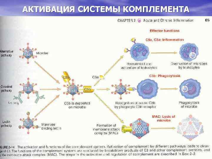 АКТИВАЦИЯ СИСТЕМЫ КОМПЛЕМЕНТА 