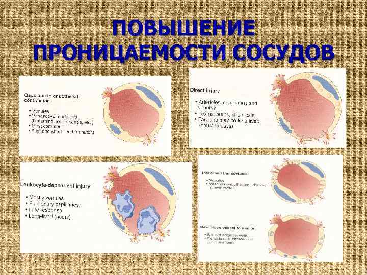 ПОВЫШЕНИЕ ПРОНИЦАЕМОСТИ СОСУДОВ 