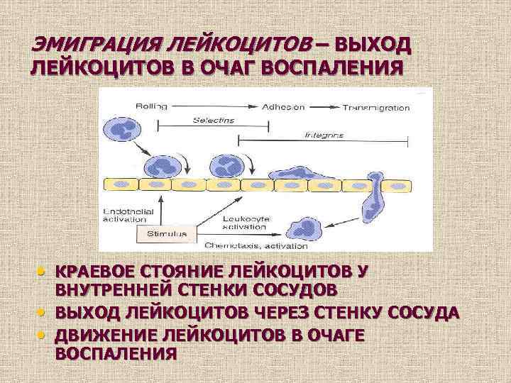 ЭМИГРАЦИЯ ЛЕЙКОЦИТОВ – ВЫХОД ЛЕЙКОЦИТОВ В ОЧАГ ВОСПАЛЕНИЯ • КРАЕВОЕ СТОЯНИЕ ЛЕЙКОЦИТОВ У •