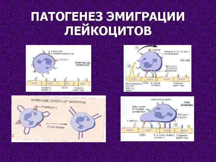 ПАТОГЕНЕЗ ЭМИГРАЦИИ ЛЕЙКОЦИТОВ 