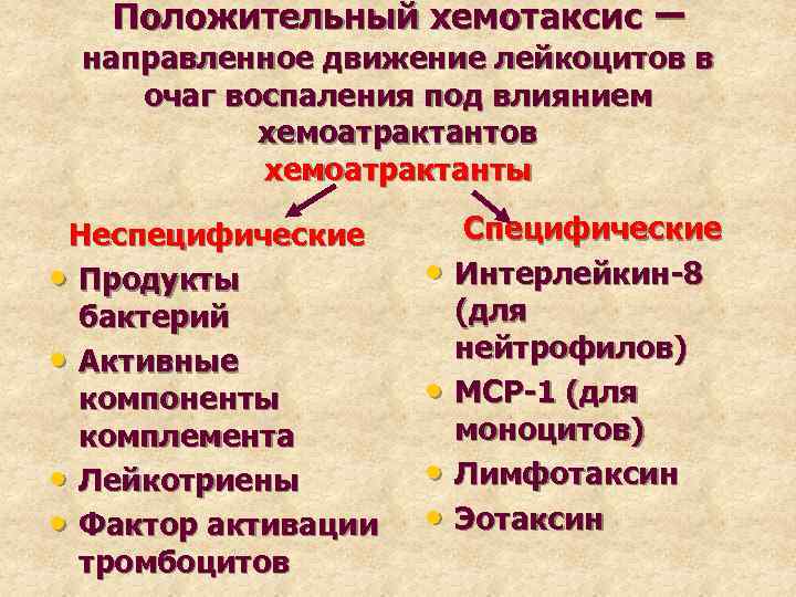 Положительный хемотаксис – направленное движение лейкоцитов в очаг воспаления под влиянием хемоатрактантов хемоатрактанты Неспецифические