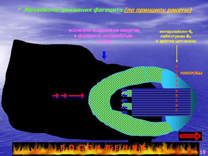 * Механизмы движения фагоцита (по принципу ракеты) усиление выработки энергии в фагоците анаэробным путём