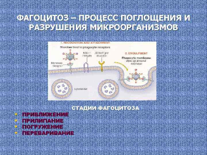 ФАГОЦИТОЗ – ПРОЦЕСС ПОГЛОЩЕНИЯ И РАЗРУШЕНИЯ МИКРООРГАНИЗМОВ • • СТАДИИ ФАГОЦИТОЗА ПРИБЛИЖЕНИЕ ПРИЛИПАНИЕ ПОГРУЖЕНИЕ