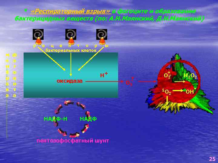 * «Респираторный взрыв» в фагоците и образование бактерицидных веществ (по: А. Н. Маянский, Д.