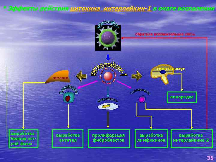 * Эффекты действия цитокина интерлейкин-1 в очаге воспаления обратная положительная связь гипоталамус печень лихорадка