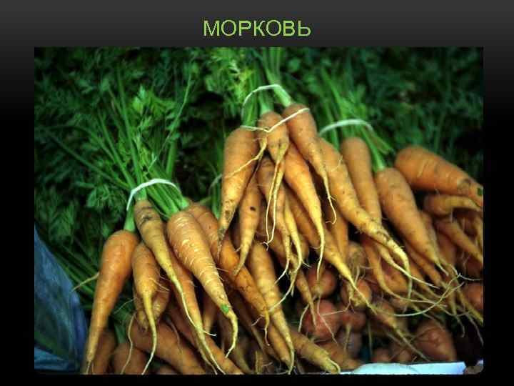 МОРКОВЬ 