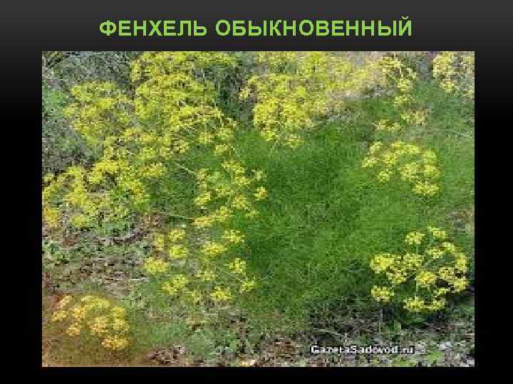 ФЕНХЕЛЬ ОБЫКНОВЕННЫЙ 