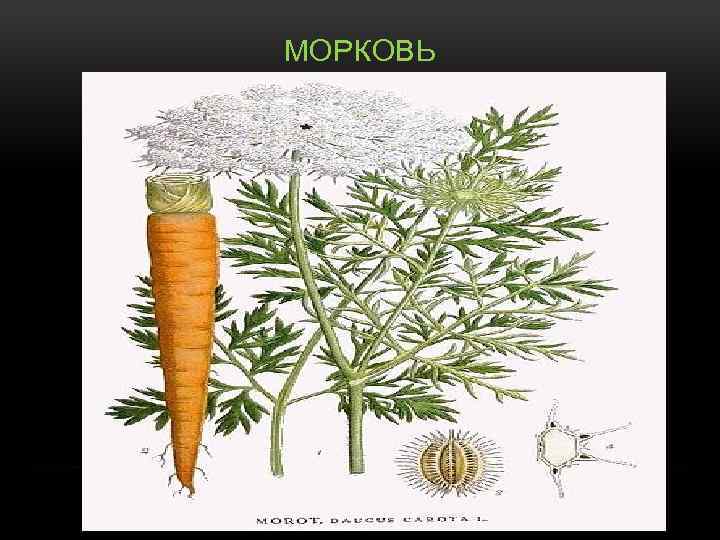 МОРКОВЬ 