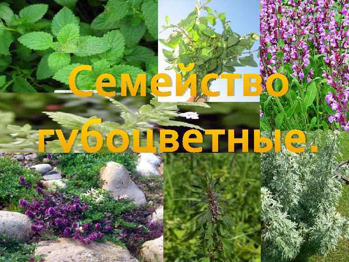 Семейство губоцветные презентация