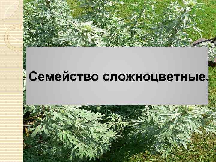 Семейство сложноцветные. 