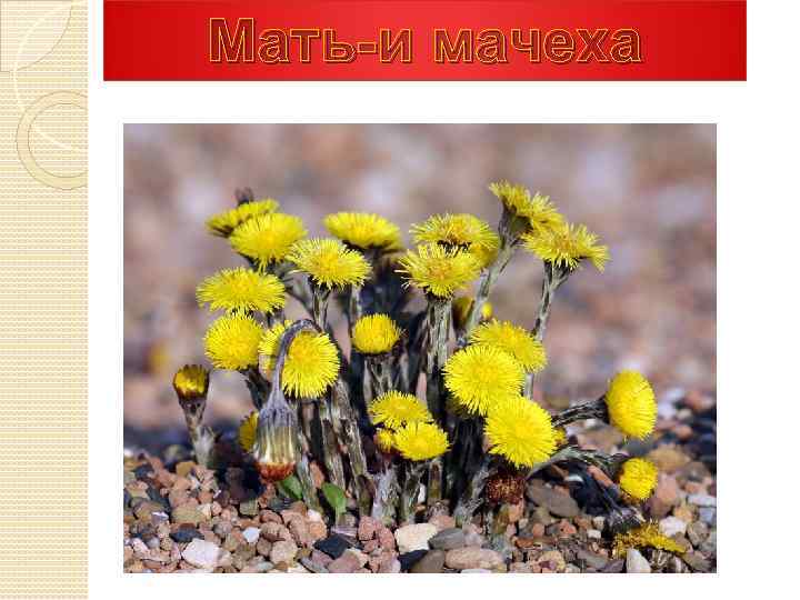 Мать-и мачеха 