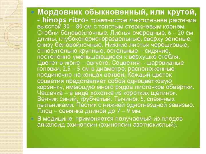  Мордовник обыкновенный, или крутой, - hinops ritro- травянистое многолеьнее растение высотой 30 –