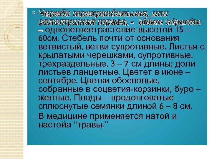 Череда трехраздельная, или золотушная трава, - bidens tripartita – однолетнеетрастение высотой 15 – 60