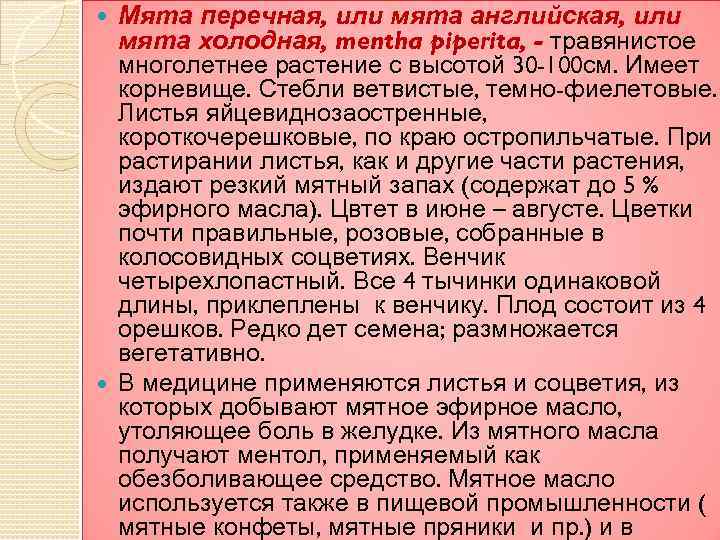  Мята перечная, или мята английская, или мята холодная, mentha piperita, - травянистое многолетнее