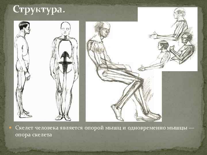 Структура. Скелет человека является опорой мышц и одновременно мышцы — опора скелета 