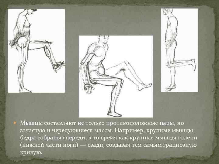  Мышцы составляют не только противоположные пары, но зачастую и чередующиеся массы. Например, крупные