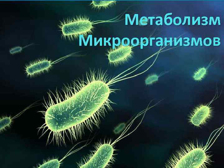 Метаболизм Микроорганизмов 