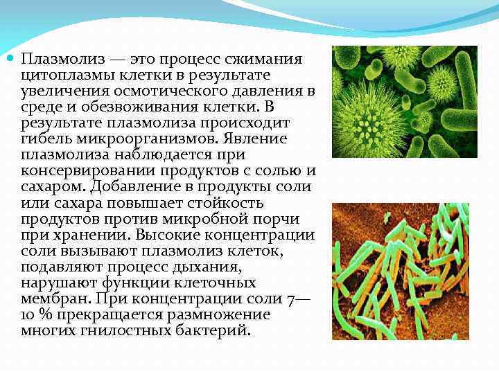  Плазмолиз — это процесс сжимания цитоплазмы клетки в результате увеличения осмотического давления в