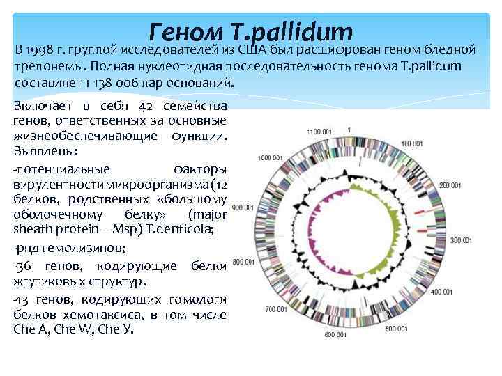 При расшифровке генома свеклы было установлено что. Общая структура генома. Нуклеотидная последовательность генома человека. Расшифровка генома.
