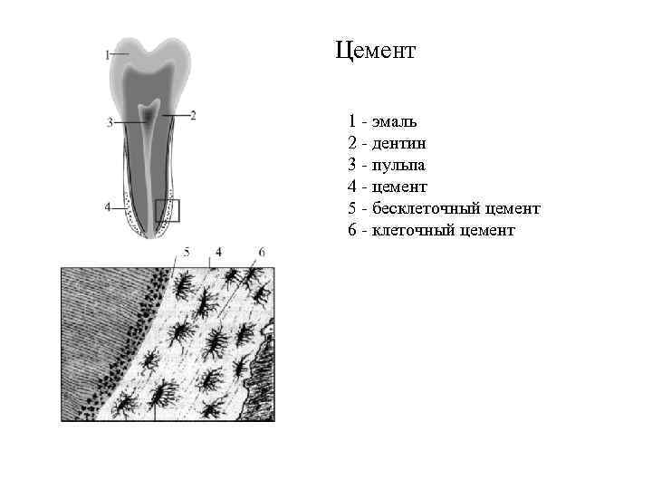 Особенность строения дентина какую функцию он выполняет. Строение эмали дентина цемента. Строение зуба эмаль дентин цемент. Строение цемента гистология. Функции эмали дентина и пульпы.