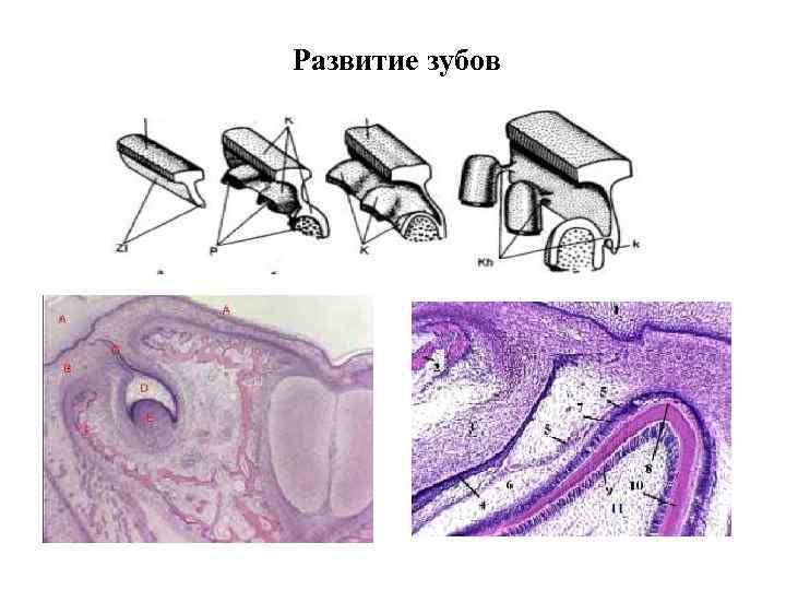 Развитие зубов 