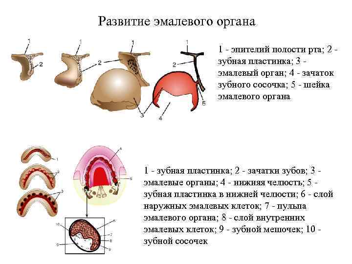 Эмалевый обезлюдили