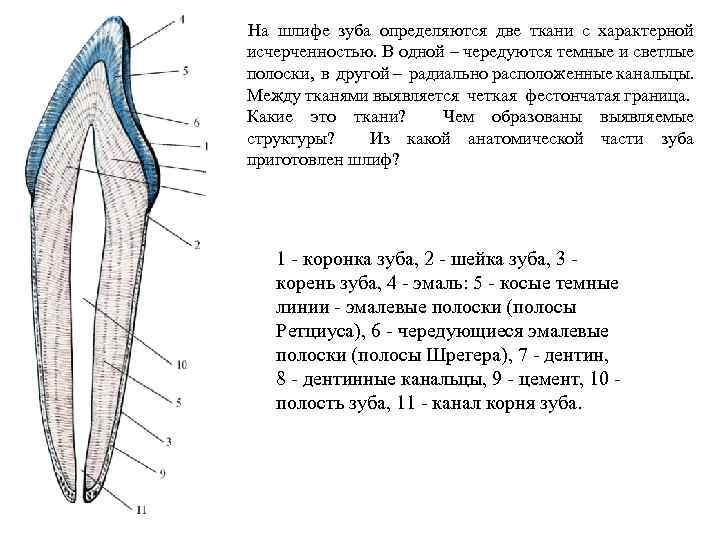 Части внешнего строения зуба