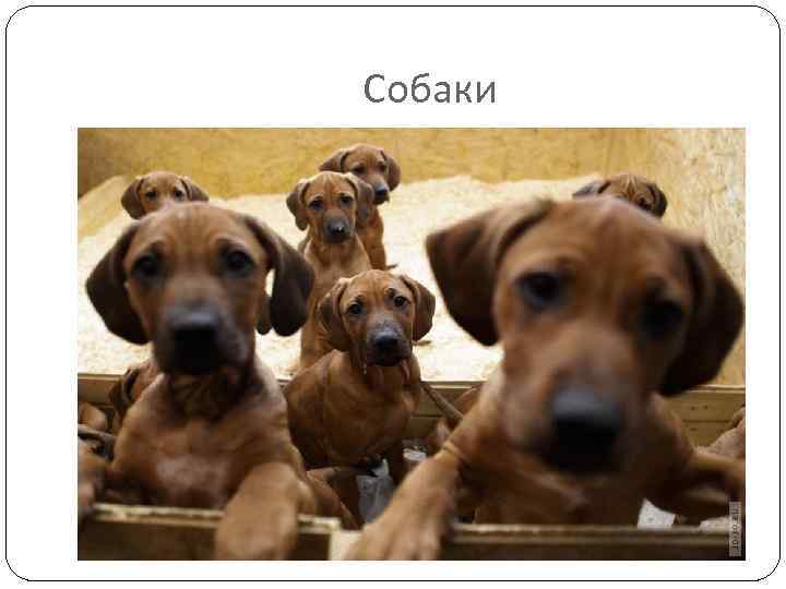 Собаки 