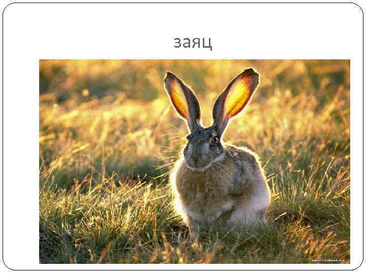 заяц 