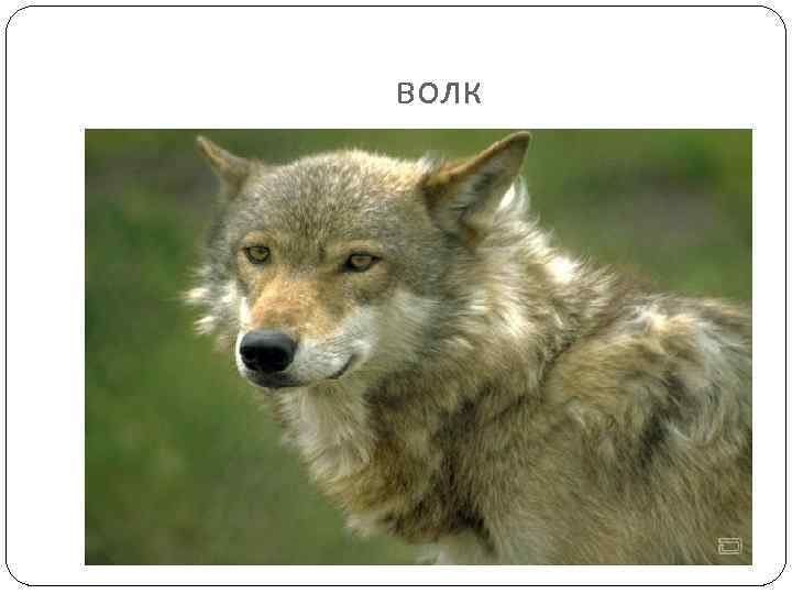 волк 