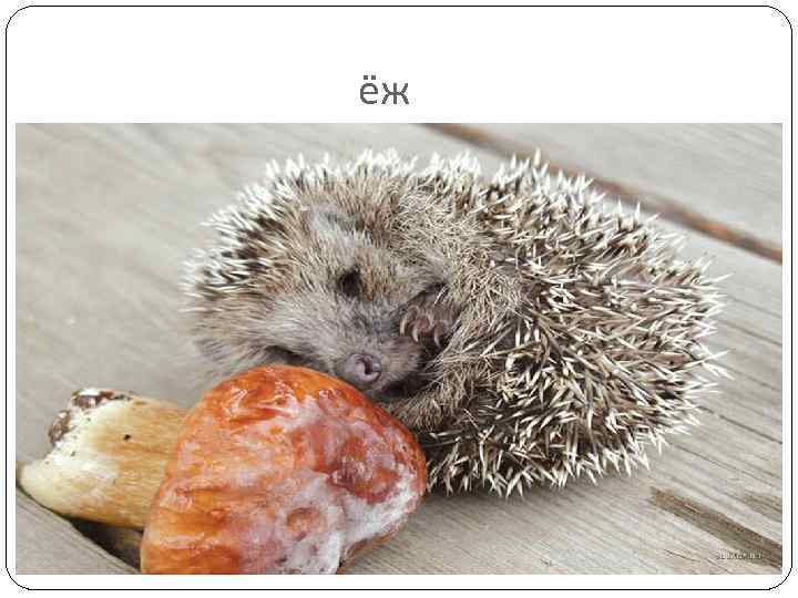 ёж 