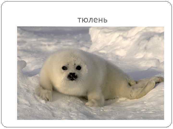 тюлень 