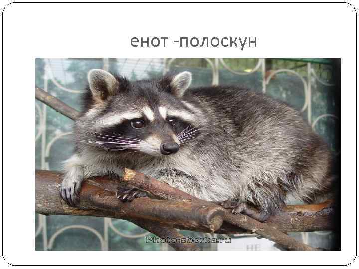 енот -полоскун 