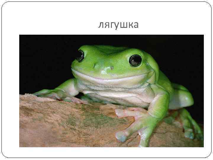 лягушка 