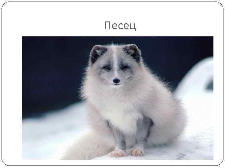 Песец 
