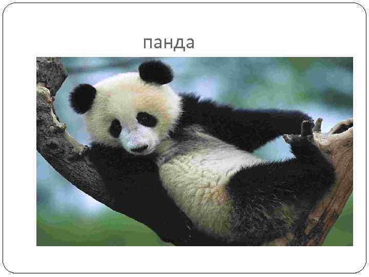панда 