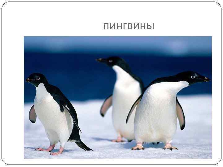 пингвины 